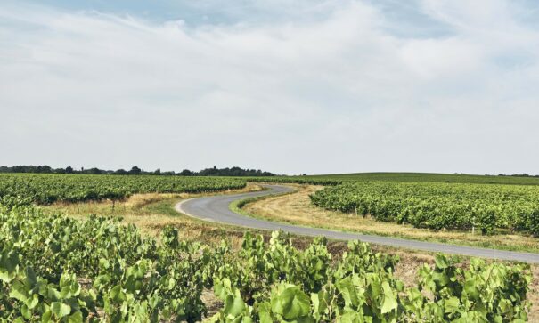 La route des vins à La Haie-Fouassière @A. Lamoureux